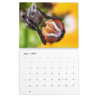 2019 Wanzen-mit Augen Kalender