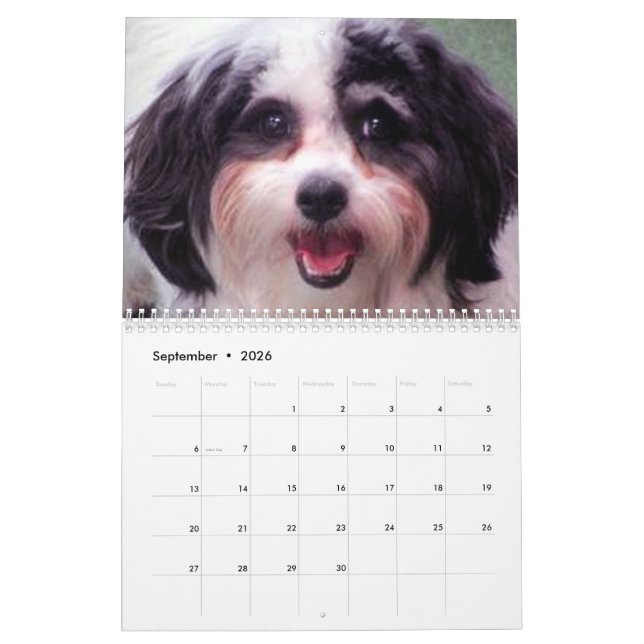 2020 niedlicher Kalender K-Cee Zuchon Hunde (Sep 2026)