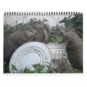 2022 12 mois Calendrier des murs photo de marmotte