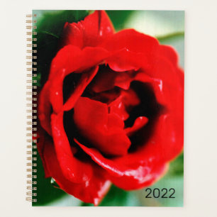 2022 Herrliche rote Rose mit Tauwasserfällen Planer