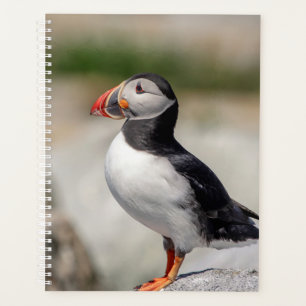 2024 Atlantic Puffin in Maine Planer
