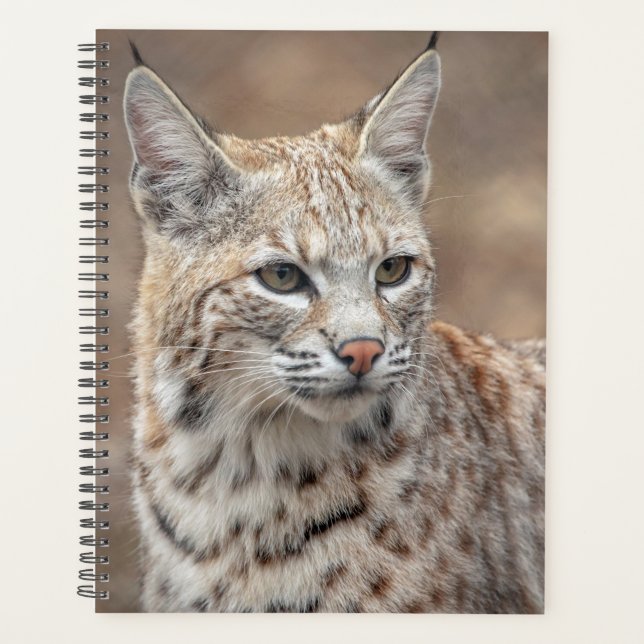 2024 Bobcat in New Jersey Planer (Vorderseite)