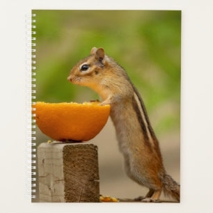 2024 Chipmunk in den Adirondacks Planer