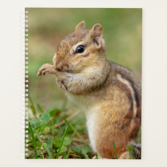 2024 Chipmunk in den Adirondacks Planer (Vorderseite)