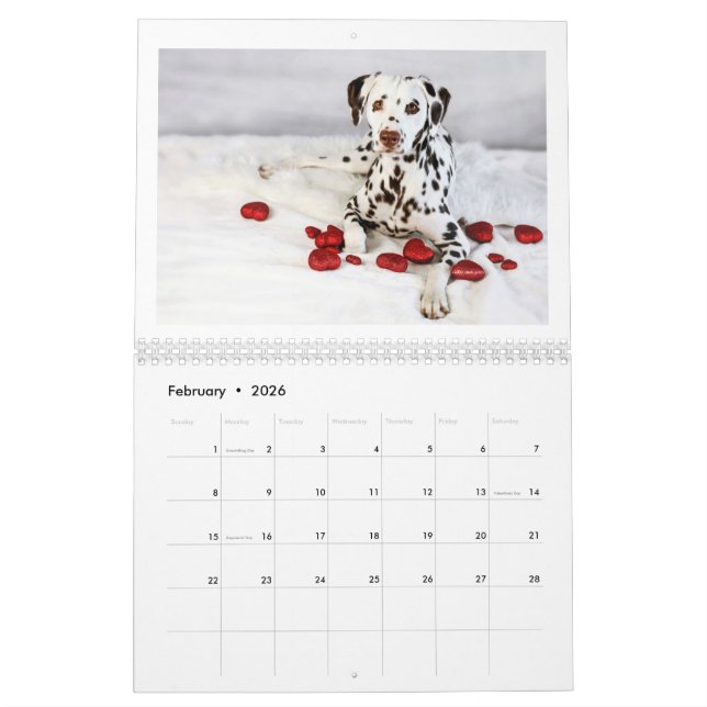 2024 Liebe & Schokolade Dalmatiner Kalender (Feb 2026)