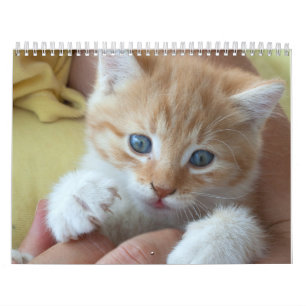 2024 Liebliche orangefarbene Katzen Kalender