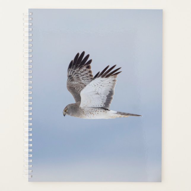 2024 Northern Harrier Hawk Planer (Vorderseite)