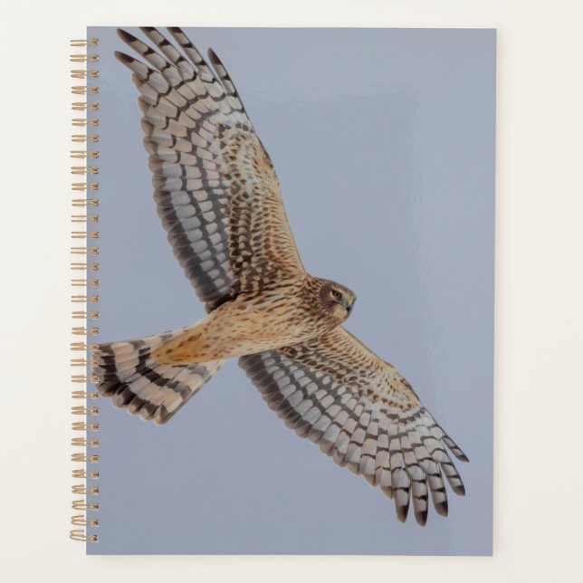 2024 Northern Harrier Hawk Planer (Vorderseite)