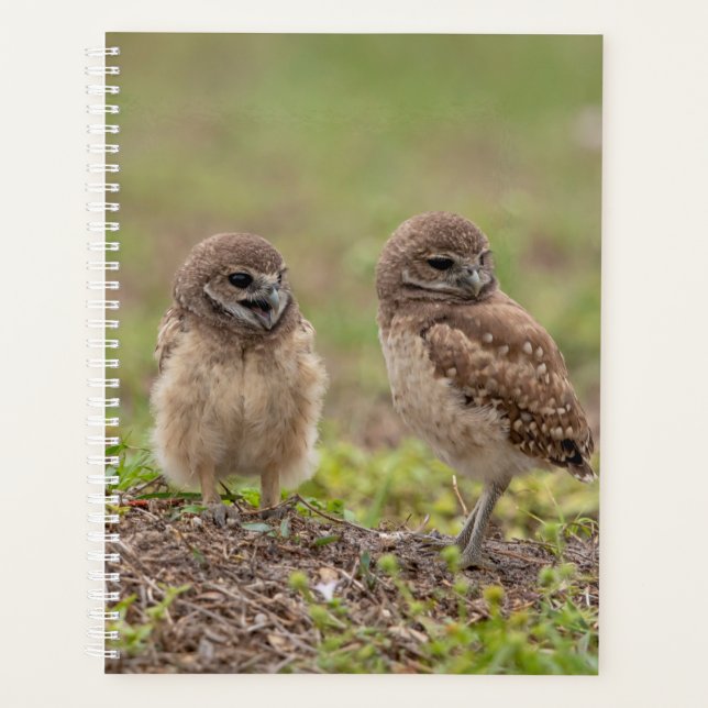 2024 Planer für junge Burrowing Owls (Vorderseite)