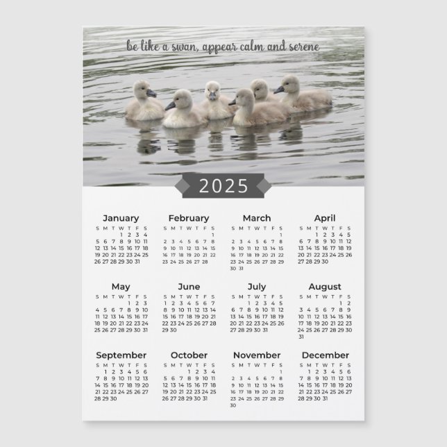 2025 Kalender Baby Swans Fotograf Magnet (Vorderseite)