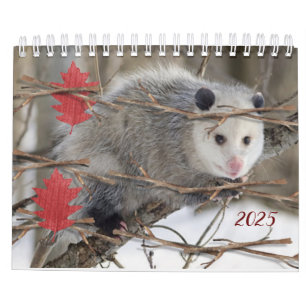 2025 Kalender Opossum Natur Wildtiere
