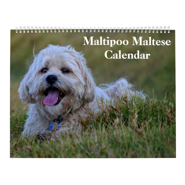 2025 Maltipoo Maltese Puppy Kalender (Titelbild)