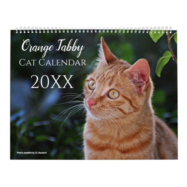 2025 Orange Tabby Cats et Kittens Calendrier migno (Protection)