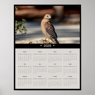 2025 Red Shoulded Hawk Wall Calendar Poster