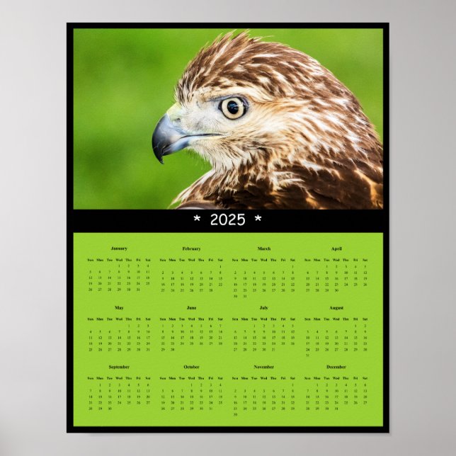2025 Red-Tail Hawk Wall Calendar Poster (Vorne)