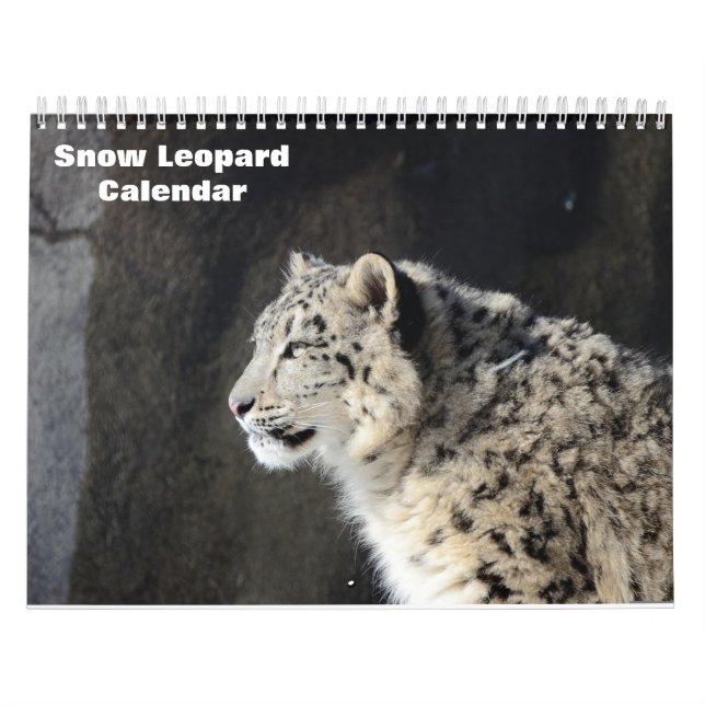 2025 Snow Leopard-Kalender Kalender (Titelbild)