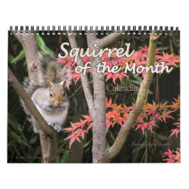 2026 Eichhörnchen-Foto-Mauerkalender Kalender