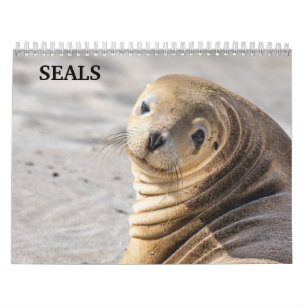 2026-Seelöwen-Kalender Kalender