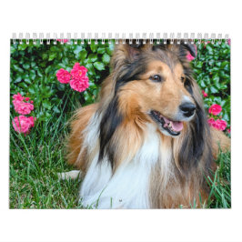 2026 Sheltie Calendar Kalender