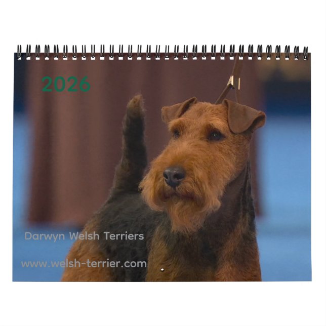 2026 Welsh-Terrier-Kalender Kalender (Titelbild)