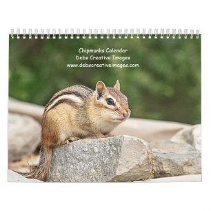 2027 Adirondack-Streifenhörnchen Wildlife-Fotogr Kalender