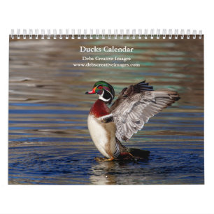 2027 Enten von New York   Wasservogel-Fotografie Kalender