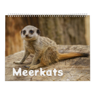 2027 Immer Meerkatzen Freude Kalender