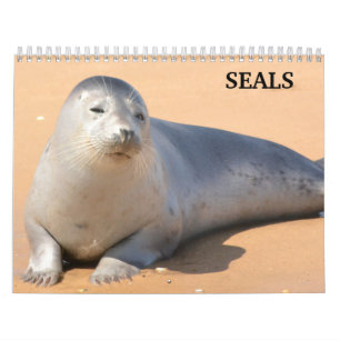 2027 Seelöwen Robben Kalender