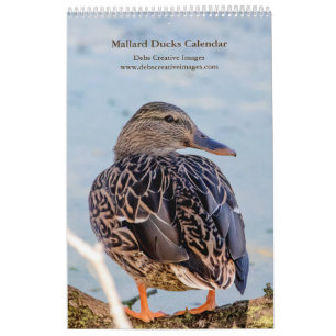 2027 Stockenten aus New York Wildtiere Kalender