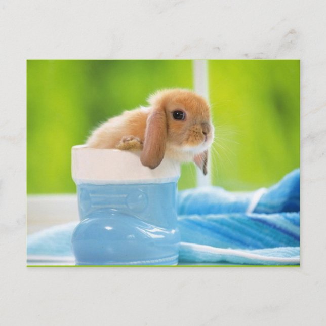 20_baby_animal (4) BABY BUNNY RABBIT blaue Grüntön Postkarte (Vorderseite)