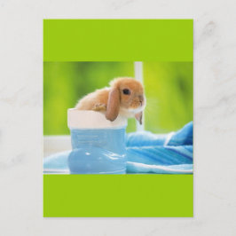 20_baby_animal (4) BABY BUNNY RABBIT blaue Grüntön Postkarte