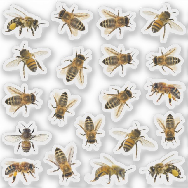20 realistische Honeybee Apiary Stickers Aufkleber (Vorderseite)