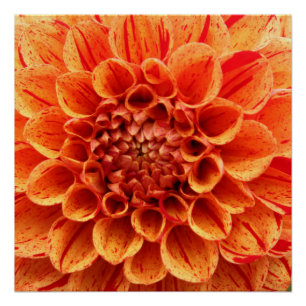 20"x20", Poster Paper (Semi-Gloss) Orange-Blume