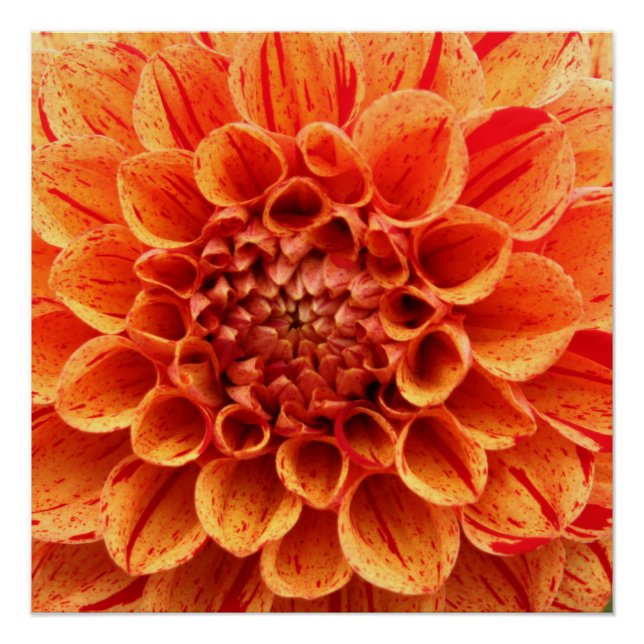 20"x20", Poster Paper (Semi-Gloss) Orange-Blume (Vorderseite)