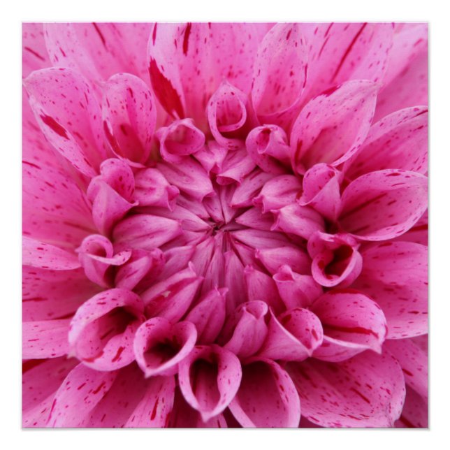 20"x20", Poster Paper (Semi-Gloss), rosa Blume (Vorderseite)