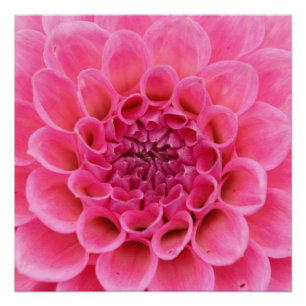 20"x20", Poster Paper (Semi-Gloss), rosa Blume