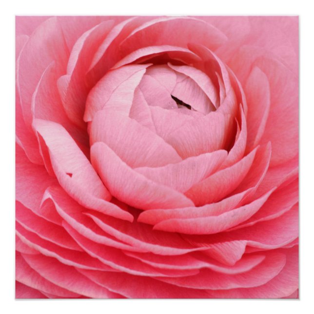 20"x20", Poster Paper (Semi-Gloss) Rose Flower (Devant)