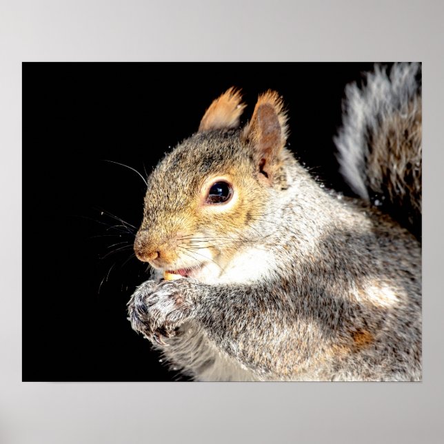20 x 16 Eichhörnchen, das eine Nuss isst Poster (Vorne)