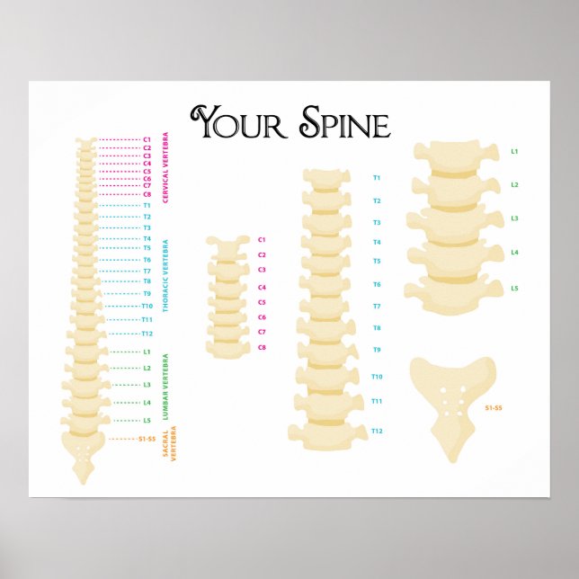 20" x 16", Spinal Column Poster (Vorne)