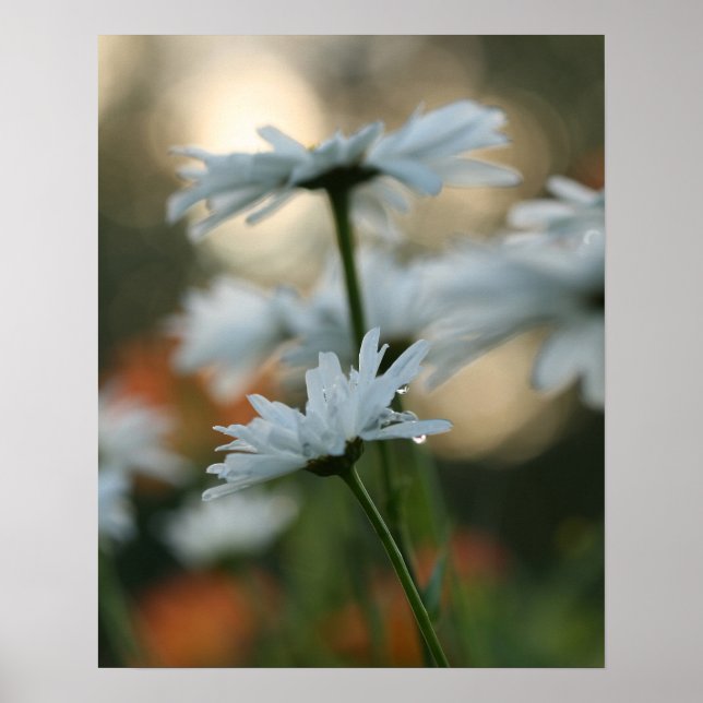 20" x 16", Value Poster Paper (Matte) (Vorne)