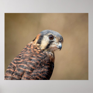 20x16 amerikanisches Kestrel Poster