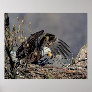 20x16 Bald Adler mit ihrem Baby Poster