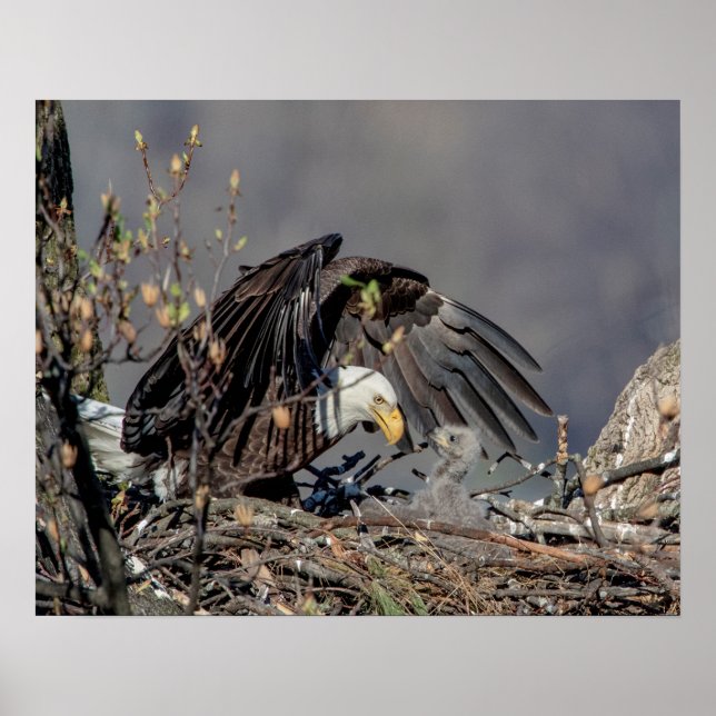 20x16 Bald Adler mit ihrem Baby Poster (Vorne)