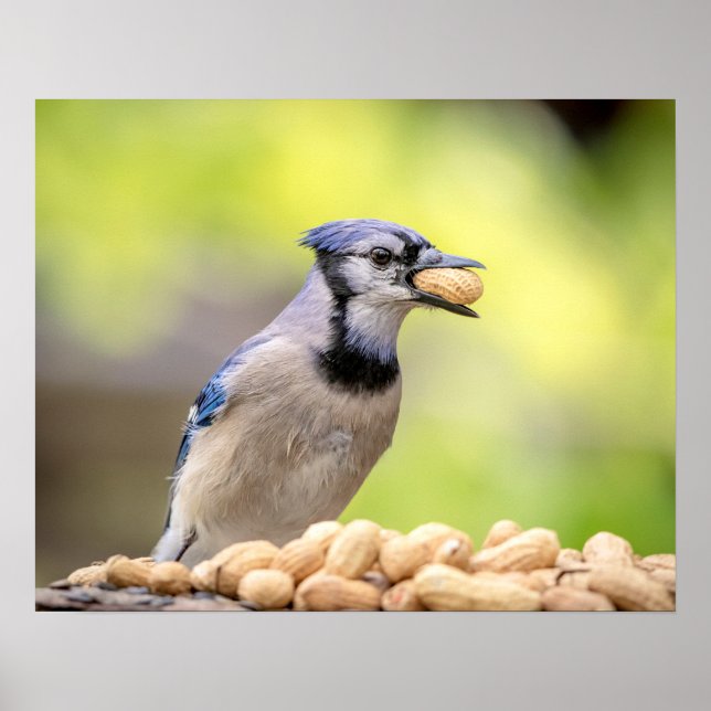 20x16 Blue Jay mit Erdnuss Poster (Vorne)