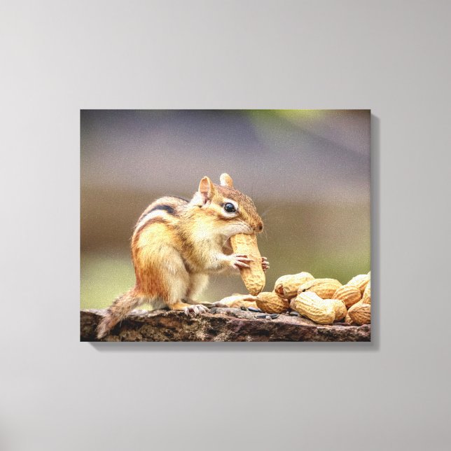20x16 Chipmunk mit Erdnuss Leinwanddruck (Vorderseite)