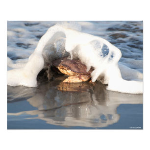 20X16 Dungeness Crab mit dem Surf-Spilling! Fotodruck