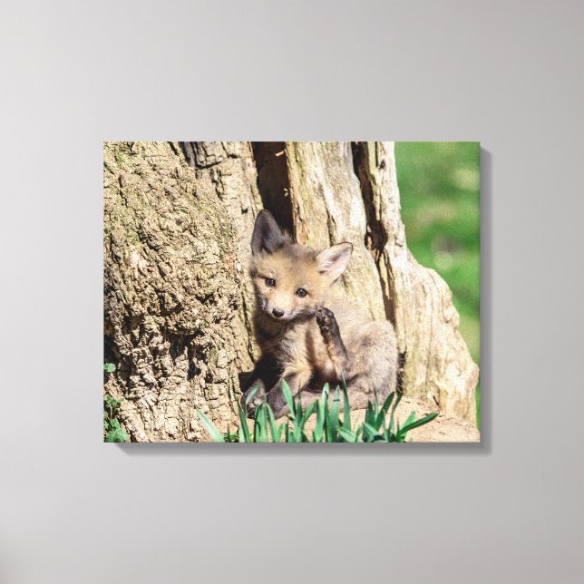 20x16 Fox Kit im Hudson Valley Leinwanddruck (Vorderseite)