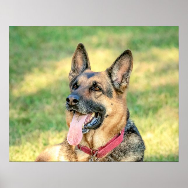 20x16 German Shepard Poster (Vorne)