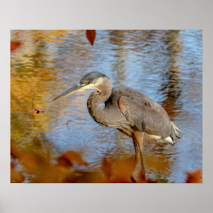20x16 Great Blue Heron gerahmt mit Heron Poster