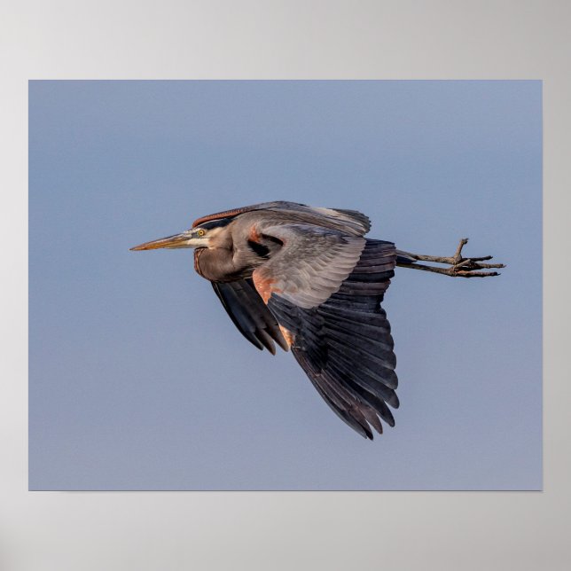 20x16 Great Blue Heron im Flug Poster (Vorne)
